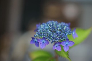 S__119357444.jpg
