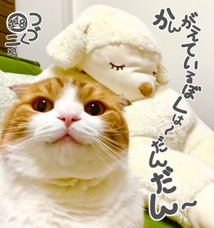 S__51912709_0.jpg